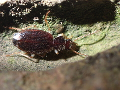 Cymindis zargoides