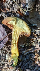 Chalciporus piperatus