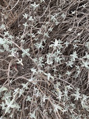 Extriplex californica