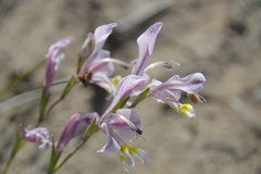 Gladiolus virescens