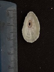 Fissurella microtrema