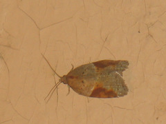 Acleris laterana