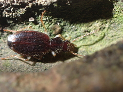 Cymindis zargoides