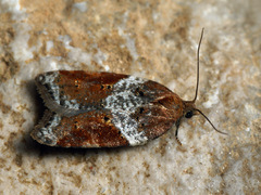 Acleris laterana