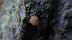 Neuroterus quercusbaccarum