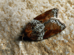 Acleris laterana