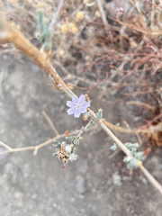 Stephanomeria diegensis