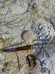 Abarenicola pacifica