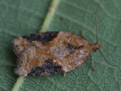Acleris laterana