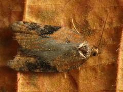 Acleris laterana