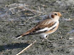 Plectrophenax nivalis