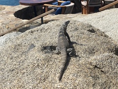 Ctenosaura hemilopha