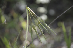 Pelargonium alchemilloides
