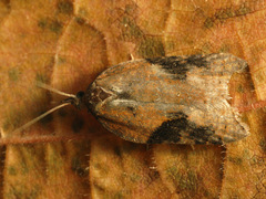 Acleris laterana
