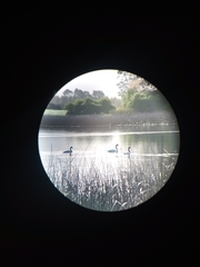 Cygnus melancoryphus