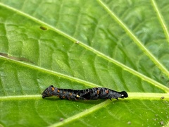 Gonodonta
