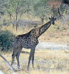 Giraffa camelopardalis giraffa