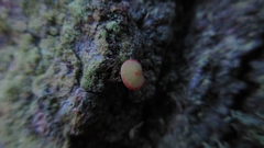 Neuroterus quercusbaccarum