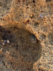 Littorininae