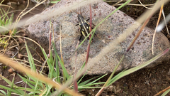 Sphenarium purpurascens