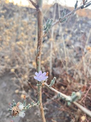 Stephanomeria diegensis