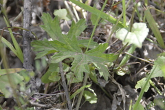 Pelargonium alchemilloides