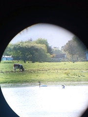 Cygnus melancoryphus