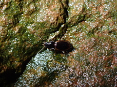 Trechus flavocinctus