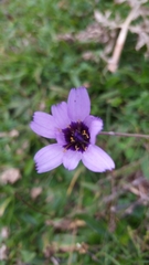 Catananche caerulea