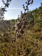 Stegodyphus sarasinorum