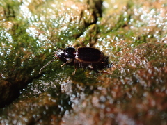 Trechus flavocinctus