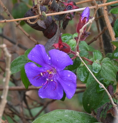 Melastomeae