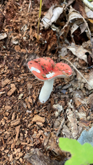Russula cremoricolor