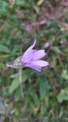 Catananche caerulea