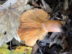 Lactarius thyinos