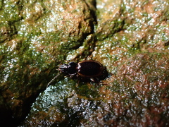 Trechus flavocinctus