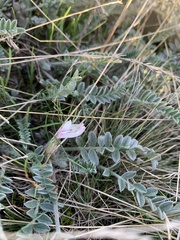 Astragalus testiculatus