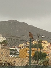 Falco tinnunculus canariensis