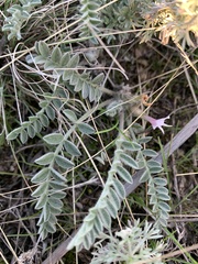 Astragalus testiculatus