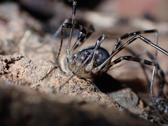 Metadasylobus fuscoannulatus