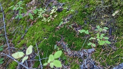 Dicranum pallidisetum