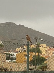 Falco tinnunculus canariensis