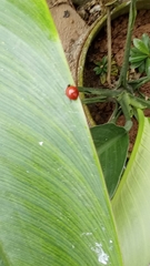 Cycloneda sanguinea