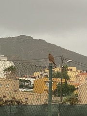 Falco tinnunculus canariensis