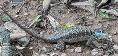 Tropidurus torquatus