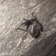 Meloimorpha japonica