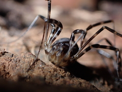 Metadasylobus fuscoannulatus