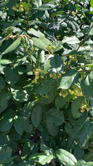 Euonymus europaeus