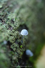 Mycena pseudocorticola