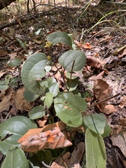 Smilax pumila